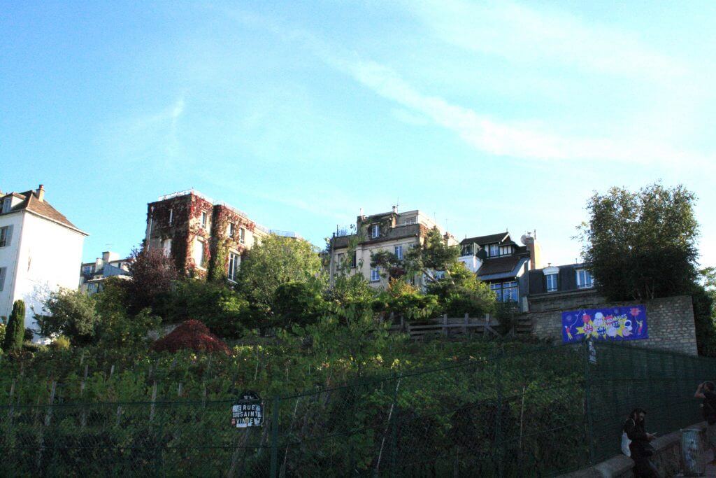 Vineyards of Montmartre, Paris